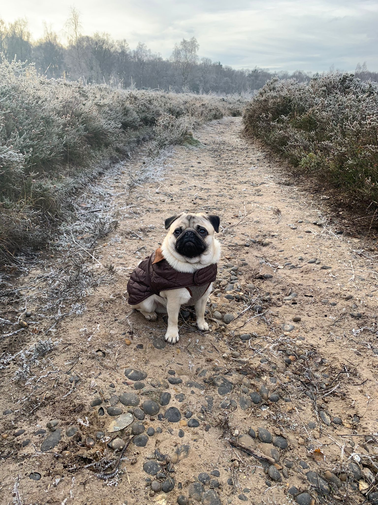 why do pugs get cold